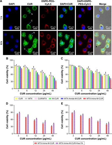 Figure 5 (A) Intracellular drug/nanocarriers distribution of HeLa cells treated with MTX-Imine-M-CUR for 1 and 6 h. DSPE-PEG-Cy5.5 (false-color red) was used to label nanocarriers. (B, C) In vitro cell viability of (B) HeLa cells and (C) MCF-7 cells incubated with free CUR, free CUR/MTX mixture, M-CUR nanosystems, MTX-Amide-M-CUR nanosystems, or MTX-Imine-M-CUR nanosystems for 24 h. (D, E) In vitro cell viability of (D) HeLa and (E) MCF-7 cells incubated with MTX-Imine-M-CUR nanosystems without/with FA pretreatment for 24 h.Note: Error bars indicate SD (n=4).Abbreviations: C, cytoplasm; CUR, curcumin; DAPI, 4′,6-diamidino-2-phenylindole dihydrochloride; DSPE-PEG, 1,2-distearoyl-sn-glycero-3-phosphoethanolamine-N-[(polyethylene glycol)-2000]; FA, folic acid; M-CUR, MTX unconjugated DSPE-PEG assembling micellar nanoparticles loaded with CUR; MTX, methotrexate; N, nucleus.