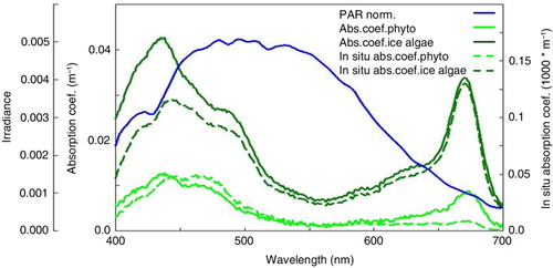 Fig. 8  Spectra of absorption coefficients (m−1) for phytoplankton and ice algae. Spectral distribution of in situ absorption of light (m−1) calculated as the absorption coefficient * fraction of PAR at the wavelength (a(λ) * I f(λ)). The blue line is the normalized (PAR=1) spectrum below the ice.
