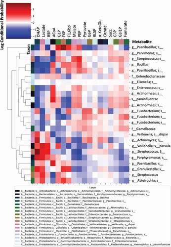 Figure 8. Co-occurrence analyses between microbes and metabolites in supragingival plaque microcosms in dysbiotic (cariogenic) and non-dysbiotic (control) conditions at the ex-vivo dental caries onset and after progression. The metabolites are displayed at the top of the heat map while the key taxa (ASVs) and their clustering dendrogram are displayed on the sides. The clustered heat map infers the log conditional probabilities between taxa and metabolites where larger positive conditional probabilities (displayed in red) indicate a stronger likelihood of co-occurrence and low and negative values (displayed from white to blue) indicate no relationship but not necessarily a negative correlation.