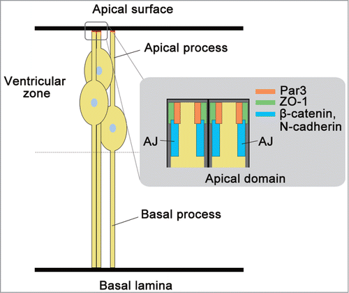 Figure 1. Description of radial glia cell as neural progenitor cell (NPC). Radial glia cells as NPCs exhibit a characteristic bipolar radial morphology with apical and basal processes. The apical and basal processes are responsible for 2 points of adhesion at the sub-apical region of N-cadherin-based AJs, and integrin-laminin interaction at their basal laminae, respectively. These two points of adhesion are responsible for the structural integrity and apico-basal polarity of the neural tube and brain cortex. Par3, ZO-1, and components of AJ, N-cadherin and β-catenin are localized at the apical domain of radial glia cells during development.
