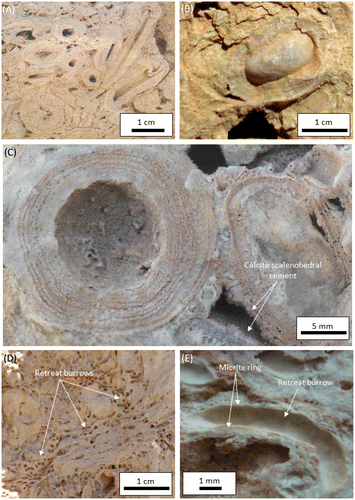 Figure 5. (A) Reed boundstone including stem and branch moulds; some of them are in their original upright position with heavy carbonate encrustation. (B) and (C) Coated grain (pisoïd) showing closely packed concentric to sub-concentric cortical laminae consisting of lamina couplets of dense dark and porous light micrite ranging in number from 10 to 20 dark laminae and 15 to 30 light laminae. (D) Aquatic insect larval tube boundstone consisting of calcified cylindrical insect larval tubes arranged in layers and oriented normal to bedding. (E) Details of one pyralid larval tube. Tube inner wall is lined with 0.1–0.5-mm-thick white dense micrite ring encased in a more thickly porous white micrite envelop.