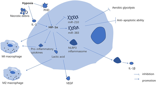 Figure 1 Hypoxia promotes the secretion of HIF-1α in macrophages. These innate immune cells mainly include macrophages, neutrophils, NK cells, dendritic cells and mast cells. While these adaptive immune cells mainly include T cells and B cells.
