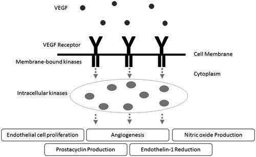 Figure 1. Vascular endothelial growth factor (VEGF) and its associated signal pathways maintain vascular homeostasis through promoting endothelial cell proliferation, inducing two vasodilators, nitric oxide and prostacyclin, and reducing endothelin-1, a vasoconstrictor.
