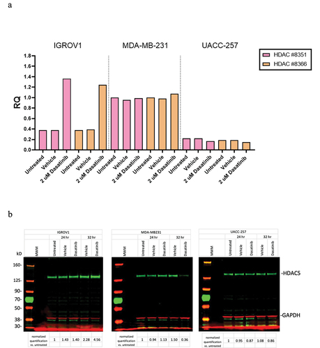 Figure 2. Experimental validation of transcriptional and protein levels of HDAC5 in the IGROV1, MDA-MB-231, and UACC-257 cell lines after treatment with 2000 nM of dasatinib. (a) Transcriptional changes in mRNA levels using RT-PCR. Results of two independent probes to HDAC5 are normalized to GAPDH. (b) Changes in protein levels using Western blots. Protein results are first normalized to GAPDH and then values divided by normalized untreated cells. Full blots are shown.
