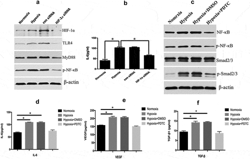 Figure 4. HIF-1α activated the TLR/MyD88/NF-κB pathway and downstream IL-6 expression. The expression of TLR-4, MyD88, and NF-κB in KFs was increased significantly after hypoxic stimulation in KFs but decreased when HIF-1α was silenced (a). ELISA measurements revealed that KFs secreted an increased level of IL-6 after hypoxic stimulation that was decreased after silencing HIF-1α (b). The expression of NF-κB, p-NF-κB, and p-Smad2/3 was significantly inhibited by PDTC treatment (c). The secretion of IL-6, TGF-β, and VEGF was significantly inhibited by PDTC treatment (Fig. d, e, and f). (*p < 0.05)