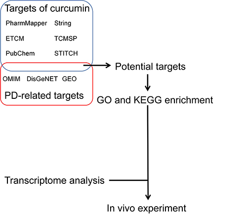 Figure 1 The overall process of the study. Work scheme of integrating network pharmacology, and transcriptomics to confirm neuroprotective of curcumin via PI3K / AKT pathway in Parkinson’s disease.