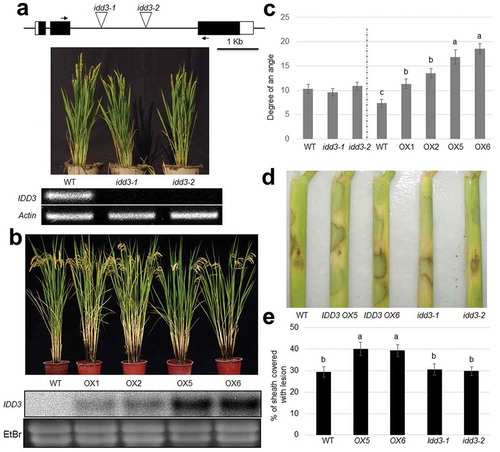 Figure 2. Phenotypic expression of IDD3 mutants and overexpression plants