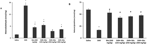 Figure 2. Effect of boswellic acids on renal malondialdehyde and reduced glutathione levels in doxorubicin-treated mice. Data are represented as mean±SEM and analysis was done by one-way ANOVA followed by Tukey–Kramer’s post-hoc test. *Compared to saline group, #Compared to DXR group, P-value < 0.05, CI = 95%, n = 8.