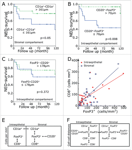 Figure 4. NED survival rates in dependence of the shortest distance between stromal CD1a +-to-CD1a+ cells (A) and distances between intraepithelial CD20+-to-FoxP3+ (B) and FoxP3+-to-CD20+ (C) cells. Correlation of FoxP3+ and CD8+ cells numbers in the intraepithelial and stromal compartment (D). Interrelations within the intraepithelial and stromal regions and between the two regions for frequency of cells (E) and cell-to-cell distance (F). The double-headed arrows indicate a significance level of p < 0.001.