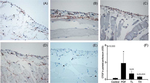 Figure 5. CTGF expression in parietal peritoneum (400× original magnification). CTGF was faintly present in control group rats (A) and was prominent in PDF group rats (B). Treatment with Tanshinone IIA reduced the CTGF expression in a dose-dependent manner [(C) low-dose Tanshinone IIA-treated group, (D) high-dose Tanshinone IIA-treated group]. (E) Negative control by replacing the primary antibody with normal goat serum. Expression of CTGF is quantified in (F). Data are expressed as mean ± SEM.Notes: TL, low-dose Tanshinone IIA-treated group; TH: high-dose Tanshinone IIA-treated group; PDF, peritoneal dialysis fluid. *p < 0.01 versus control, **p < 0.05 versus PDF, ***p < 0.05 versus TL.