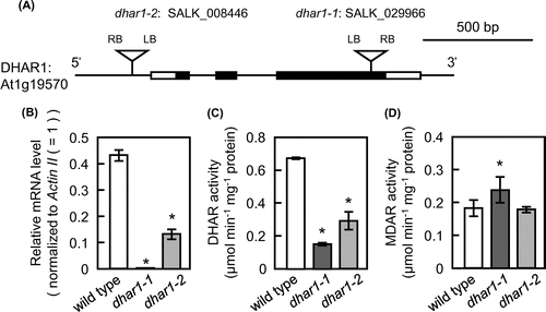 Fig. 2. Characterization of T-DNA insertion lines lacking DHAR1.