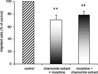 Figure 3 Effects of chamomile extract and morphine on casein-induced human leukocyte chemotaxis. Peripheral blood leukocytes obtained from healthy volunteers pretreated with chamomile extract (10 µ/mL) or morphine (10−7 M) followed by treatment with morphine or plant extract were induced to migrate toward a 1% casein gradient for 90 min at 37°C in a Boyden chamber in which the compartments were separated by a 5-µm pore size polycarbonate filter. Each column represents the mean %±SEM of total cells recovered from the lower compartment in relation to untreated cells, normalized at 100% from at least four individual experiments (**p < 0.025).