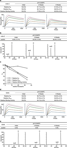 Figure 4. Asp53 isomerization led to a loss of binding activity for mAb-C. (a) The mAb-C antibody was exposed to 40°C for 4 weeks in the slightly acidic pH 5.5 buffer. The stability samples were collected at the indicated time points. The relative binding activity measures were determined including relative KD, relative Rmax, and relative binding activity, and presented as mean ± SD from three independent experiments, where the dot line binding profiles were not included in the data fitting analysis. The antigen solutions were separately injected at 400, 200, 100, 50, and 25 nM. (b) Peptide mapping analysis was performed. Asp53 isomerization in the CDR2 region was identified and presented as mean ± SD from three independent experiments. (c) Correlation analysis was performed between the Asp53 isomerization increase and three relative binding activity measures. The G54A mutant was prepared. The thermal stress testing was then performed. Similarly, (d) the relative binding activity was measured and presented as mean ± SD from three independent experiments. (e) Asp5353 isomerization was determined by peptide mapping analysis.