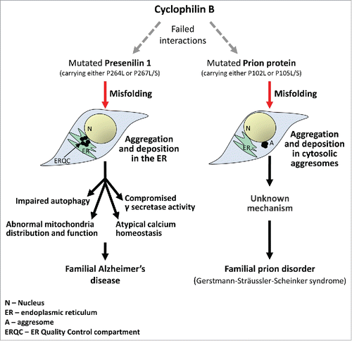 Figure 1. The chaperone, cyclophilin B is critical for the proper maturation of the prion protein (PrP) and of presenilin 1. The substitution of proline 102 or 105 leads to PrP misfolding, aggregation and deposition in cytosolic aggresomes, resulting in the development of the Gerstmann-Sträussler-Scheinker syndrome. Similarly, the substitution of proline in residues 264 or 267 of presenilin 1 prevents cyclophilin B from assisting its folding, causing aggregation, deposition in the ER and loss of γ secretase function. This impairs mitochondrial distribution and activity, as well as other cellular functions and underlies the manifestation of certain cases of familial Alzheimer's disease.