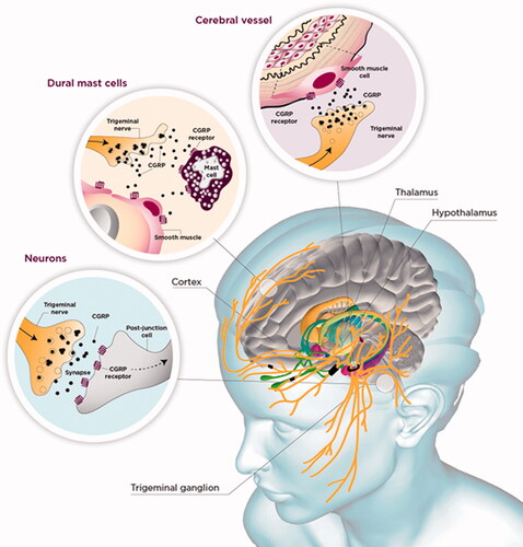 Figure 3. Possible sites of action for CGRP in the pathogenesis of migraine. Neurons in the trigeminal ganglion innervate the face and skull, including the meninges and its vessels. Transmission from the trigeminal ganglion activates second-order neurons in the brain stem, and, in turn, third-order trigeminovascular neurons in the thalamus, which relay nociceptive signals to the cortex resulting in perception of migraine pain [Citation37]. CGRP is released from C fibres from the trigeminal nerve. CGRP receptors are expressed in the smooth muscle of dural blood vessels, by neurons and glia in the trigeminal ganglion, and by some mast cells. Binding of CGRP to its receptor causes activation of trigeminal neurons in the dura and brainstem, vasodilation of dural blood vessels, and release of peptides and cytokines from dural mast cells, which are thought to be part of the cascade of events that occurs with migraine.