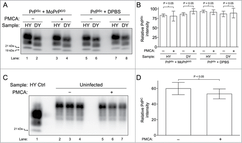 Figure 3. Clearance of PrP is not supported by PMCA. (A) Western blot of HY TME and DY TME showing an absence of PrPSc clearance during PMCA. HY TME and DY TME diluted in MoPrP0/0 brain homogenate without sonication (Lanes 1–2); HY TME and DY TME diluted in MoPrP0/0 brain homogenate subjected to PMCA (Lanes 3–4); HY TME and DY TME diluted in DPBS without sonication (Lanes 5–6); and HY TME and DY TME diluted in DPBS subjected to PMCA (Lanes 7–8). (B) Bar graph comparing the relative intensity of each sample before and after sonication (n = 4 per experimental group). (C) Western blot of uninfected hamster brain homogenate showing the absence of PrPC clearance during PMCA. Uninfected brain homogenate without PMCA (Lanes 2–4) and after PMCA (Lanes 5–7). (D) The relative average intensities of PrPC as quantified from the Western blot analysis of each sample before and after PMCA (n = 3 per experimental group). The migration of the 19 or 21 kDa unglycosylated PrPSc polypeptides is indicated on the left of panels A and C.
