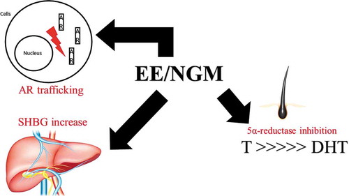Figure 4. Antiandrogenic activities of norgestimate (NGM) in combination with EE. T: testosterone. DHT: dihydrotestosterone. SHBG: sex hormone-binding globulin. AR: androgen receptor. EE: ethinylestradiol. NGM: norgestimate
