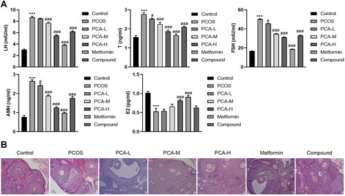 Figure 2. Protocatechuic acid influences PCOS mice. Following PCOS mouse model was constructed, 10, 20, and 40 mg/kg protocatechuic acid were intraperitoneally injected into PCOS mice. (A) Analysis of LH, T, FSH, AMH, and E2 levels by ELISA. (B) Comparison of pathological changes of mice ovarian tissues with HE staining (×200). The follicles (F) and corpus luteum (CL) are shown on the control group ovarian micrographs. ***p < .001 vs. control; #p < .05; ###p < .001 vs. PCOS.
