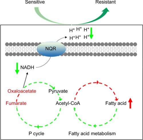 Figure 8 Model for resistance to ceftazidime in Vibrio alginolyticus.Abbreviations: NADH, nicotinamide adenine dinucleotide; P cycle, pyruvate cycle.