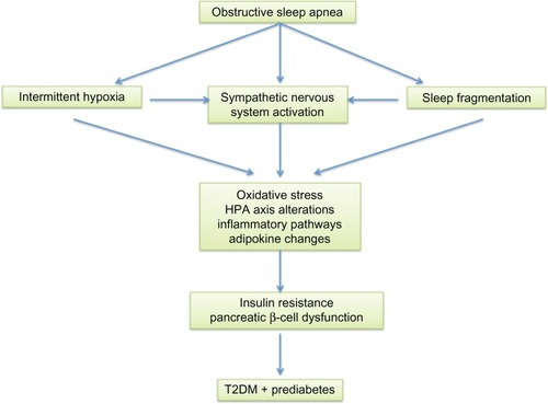 Figure 1 Links between obstructive sleep apnea and the development of glucose intolerance and T2DM.