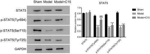 Figure 5. CT treatment increased levels of phosphorylated STAT5 at Tyr694 in the MCAO model. ***p < 0.001 vs. Sham; ###p < 0.001 vs. Model.