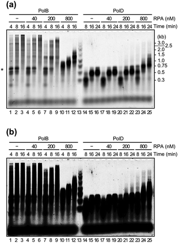 Figure 3. Effects of TkoRPA complex on DNA synthesis reactions by TkoPolB and TkoPolD.(a) The primer extension reactions were performed with M13mp18 ssDNA as the template, in the presence or absence of TkoRPA complex. The reaction products from a 5′-Cy5-labeled primer were fractionated by 1.5% alkaline agarose gel electrophoresis and visualized with the Typhoon Trio+ imager. Lane 13 shows the size marker DNAs and the sizes indicated on the right of the panel. The DNA synthesis arrested point was indicated by asterisk(*) on the left. (b) The same gel electrophoresis with different contrast of the panel (a) is shown.