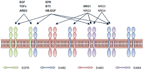 Figure 1 The EGFR family receptors and ligands.