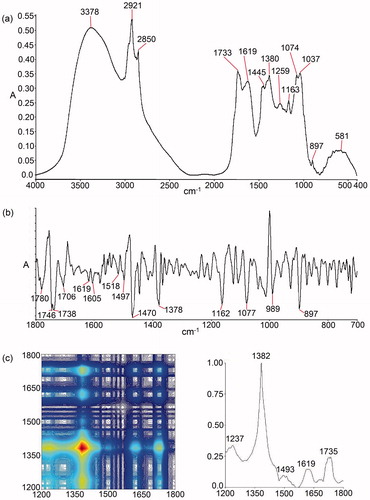Figure 1. Fingerprint of VAE in (a) conventional FTIR, (b) second derivative in the range of 1800–700 cm−1, and (c) 2D-correlation IR spectra in the range of 1200–1800 cm−1.