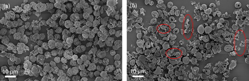 Figure 12. SEM images of spray-dried leucine particles from (a) 0.25/0.75 w/w water/ethanol at 20 °C (b) 100% water at 80 °C. Red circles indicate some of the broken particles.