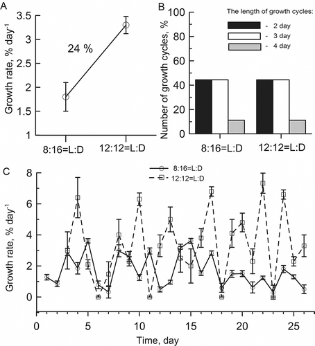 Figs 6. Effects of photoperiod on the infradian rhythm period of growth rate in Ulva lactuca at 5°C, 40 μmol photons m−2 s−1 (see Fig. 4 for the curve for a light–dark cycle of 12 : 12 h). The average growth rate was 24% higher at 12 h than at 8 h light per day (A). No significant changes in the percentage ratio of cycles were observed with increasing day length (P < 0.05) (B). The prolongation of the photoperiod from 8 to 12 h altered the growth rate amplitude, such that the growth accelerated as the light phase lengthened (C).