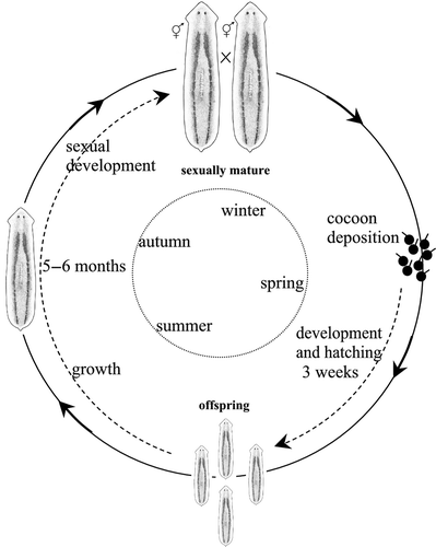 Figure 1. Schematic overview of the life cycle and seasonal reproductive pattern of Dugesia hepta (HL strain from Sardinia).