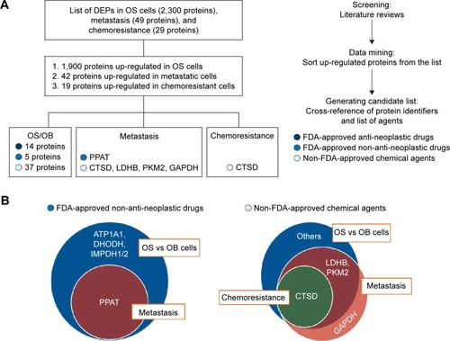 Figure 4 Generating the list of druggable targets for the treatment of OS: (A) overview of all steps used in generating the list and (B) diagrams of targets of FDA-approved non-antineoplastic drugs and non-FDA-approved chemical agents from studies of proteomics in three experimental groups.