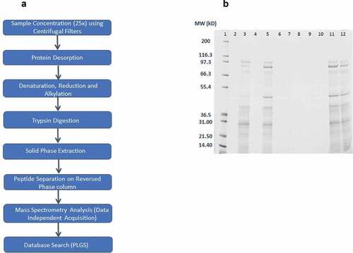 Figure 1. (A) Workflow of sample preparation and LC-MS/MS analysis for CF and AVP; (B) Comparison of Desorption methods – size-based separation of desorbed AVP proteins on 1D gel electrophoresis (Lane 1– Molecular Weight Std, Lane 2 – Blank, Lane 3 – Sodium Hydroxide and Sodium Citrate method, Lane 4 – Succinic Acid method, Lane 5 – Sodium phosphate dibasic, EDTA method, Lane 6 – RapiGest™ SF surfactant method, Lane 7 – ProteaseMAX™ surfactant method, Lane 8 – Guanidine hydrochloride method, Lane 9 – Blank, Lane 10 – Urea method, Lane 11 – Ammonium sulfate, CPC method, Lane 12 – RapiGest™ SF surfactant, EDTA method)