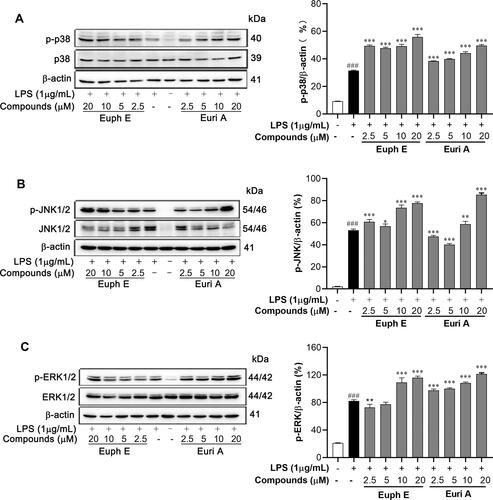 Figure 8 Euph E and Euri A promoted MAPK pathways activation. Cells were pretreated with compounds (2.5-20 μM) for 1 h, then were stimulated with LPS (1 μg/mL) for 30 min. Protein extracts were analyzed by Western blot analyses using (A) anti-phospho-p38MAPK, anti-p38MAPK, (B) anti-phospho-JNK, anti-JNK, (C) anti-phospho-ERK and anti-ERK antibodies against the activated MAPKs. Actin was assessed as a loading control. The data shown are representative of at least three independent experiments (Supplementary Figure S8). Compared with control group, ###P<0.001; Compared with LPS group, *P<0.05, **P<0.01, ***P<0.001.