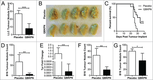 Figure 1. QBKPN was efficacious in models of metastatic-like lung cancers. (A) LLC left lung surface tumor nodule counts and (B) tumor visualization using Bouin's fixative, in mice 14 days after lung tumor challenge via tail vein injection (day 0). QBKPN or placebo was administered subcutaneously every other day starting 10 days before tumor challenge, until the end of the experiment. (C) Survival following LLC challenge in mice administered with placebo or QBKPN from day −10 until euthanasia. (D) B16F10 lung surface tumor nodule counts, and (E), the melanoma specific Tyrosinase (Tyr) gene expression in the post-caval lung lobe, on day 17 post-tumor challenge (tail vein), in mice administered with placebo or QBKPN from day −10 until day 17. (F) Day 20 B16F10 lung surface tumor nodule counts of therapeutically treated mice (every-other-day placebo or QBKPN treatment initiated 1 day post-tumor challenge). (G) Day 14 B16F10 lung surface tumor nodule counts of therapeutically treated mice with treatment starting on day 5 post-tumor implantation. For tumor nodule counts and Tyr expression, mean +/− SD shown. N = 4–5 mice per group. *P < 0.05; **P < 0.01; ***P < 0.001 by Student's t-test. For Kaplan Myer survival plots, n = 10 mice per group, ** P < 0.01 by Log-rank test.