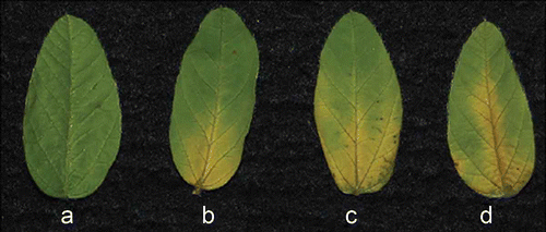 Fig 5. Foliar symptoms after PF1070A treatment. a, Control. b, 10 μg PF1070A treatment. c, 40 μg PF1070A treatment. d, 80 μg PF1070A treatment. PF1070A was suspended in 1 mL sterile distilled water in glass culture tubes (3-cm diameter). A soybean leaf (first true leaf) was place in the tube at 25 °C for one week under ambient room light to allow the compound to absorb into the petiole. Each experiment comprised three replicates.