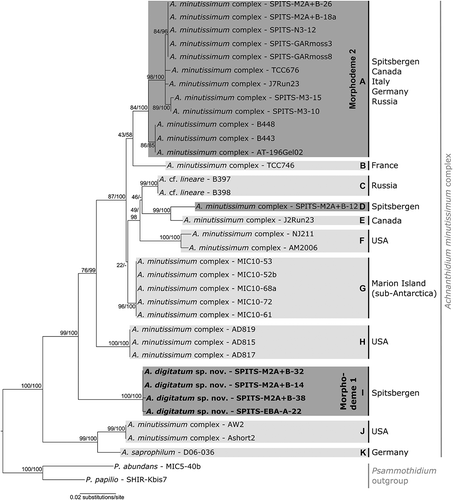 Fig. 17. Maximum likelihood phylogeny of the A. minutissimum complex based on rbcL sequences with indication of statistical support (ML bootstrap proportions/BI posterior probabilities). The different lineages are indicated with grey boxes. The dark grey boxes represent the Arctic lineages. The geographic regions where each lineage has been found are indicated.