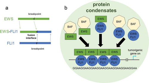 Figure 5 The phase separated condensates of EWS-FLI1 impact tumorigenic gene transcription in Ewing’s sarcoma. a. EWS-FLI1 fusion protein made from joining partial EWS and FLI1 proteins. b. This diagram represents the impact that condensates of the fusion protein EWS-FLI1 has on the transcription of tumorigenic genes in Ewing’s sarcoma. The FLI1 domain of the fusion protein can bind to the DNA at GGAA microsatellites. BAF protein complexes can bind to EWS-FLI1 or to wild type EWSR1. The protein condensates act to enhance the transcription of the tumorigenic gene. 