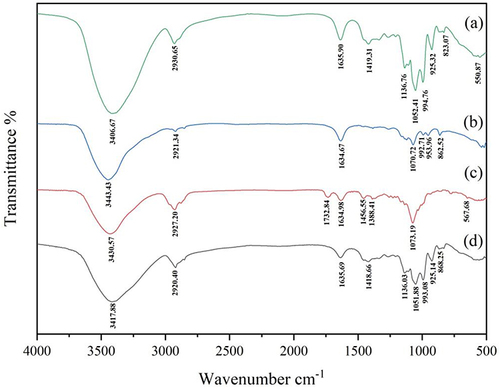 Figure 4 The FTIR spectrum. (a) Physical mixture. (b) ZgI-AuNPs. (c) ZgI. (d) AuNPs.