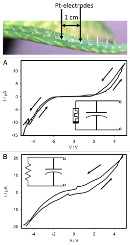 Figure 5. Cyclic voltammetry in a leaf of Aloe vera with a scanning rate of periodic triangle wave of 2 mV/s (A) and 500 mV/s (B). Position of Pt electrodes in the Aloe vera is shown. The simplest equivalent electrical circuits are shown in inserts. Electrodes were located along the leaf on the distance of 1 cm. These results were reproduced 16 times.