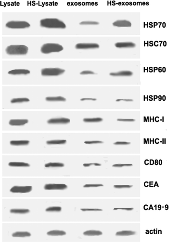 Figure 2. Western blot analysis of exosome preparations and cell lysate before and after heat treatment. Cell lysate and exosome samples with and without heat treatment (HS) were prepared as described in the Materials and methods. The primary antibodies used for detection are indicated in the figure, with detection of actin used as a loading control. Data from a representative sample (from patient 7) is shown.