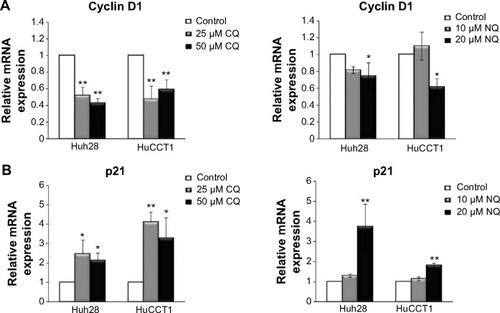 Figure 4 Changes in expression levels of cyclin D1 and p21 induced by CQ and NQ.