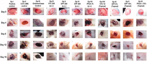 Figure 2. Morphological representation of wound contraction on control, standard and tested groups treated orally and topically with vitamin C, EPF and PFEA from 0th to 16th day excision wound model.