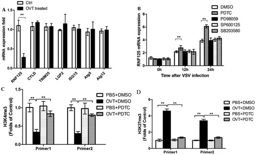 Figure 5. Effects of OVT on RIG-I regulators and methylation of promoter region of RNF125. (A) Macrophages were pretreated with medium or 100 ng/mL final concentration of OVT, then VSV(MOI = 100) infected the cells for 24 h. Determine the production of RNF-125,CYLD, TRIM25, LGP2, ISG15, Atg5 and Atg12 by RT–PCR. B: Macrophages were pretreated with medium or 100 ng/mL final concentration of OVT, and then the cells were incubated with DMSO, PDTC, PD98059, SP600125 and SB203580 for 30 min. Then, VSV(MOI = 100) infected the cells for 0, 12 and 24 h to detect the expression of RNF125 mRNA. (C) Macrophages were pretreated with PBS + DMSO, OVT (100 ng/mL) +DMSO, PBS + PDTC and OVT (100 ng/mL) +PDTC, and then carry out ChIP by using H3K4me3 antibodies to test modification of H3K4me3 in RNF125 promoter region. (D) Macrophages were pretreated with PBS + DMSO, OVT (100 ng/mL) +DMSO, PBS + PDTC and OVT (100 ng/mL) +PDTC, and then carry out ChIP by using H3K27me3 antibodies to test modification of H3K27me3 in the RNF125 promoter region. Data shown are mean ± SD of triplicate measurements. Compared with the control group: **p < .01. All data are representative of three independent experiments.