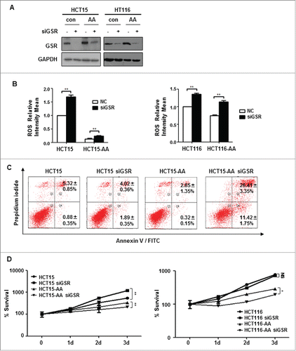 Figure 5. GSR knockdown compromises the survival of CRC-AA cells. (A) Knockdown of GSR by siRNA in HCT15 and HCT116 cells. RNAi efficiency was determined by Western blotting, GAPDH was used as a loading control. (B) Increase of ROS levels in CRC cells by GSR siRNA. (C) Apoptosis was greatly increased in CRC-AA cells when transfected with GSR siRNA. (D) Viability of CRC-AA cells was reduced when transfected with GSR siRNA, as determined by MTT assay. *, p < 0.05; **, p < 0.01.