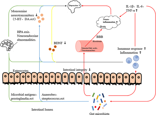 Figure 2 Schematic of the pathogenesis of inflammatory response in depression. Inflammatory response exacerbates abnormal HPA axis function; intestinal flora activates the HPA axis through microbial antigens, prostaglandins, and other mediators, all of which eventually lead to depression (Green line). Inflammatory response decreases the synthesis and thus the levels of monoamine neurotransmitters; some flora in the intestine (anaerobic bacteria, streptococci) can affect the metabolism or synthesis of monoamine neurotransmitters, all of which eventually lead to the onset of depression (Blue line). Inflammatory factors reduce the expression of BDNF and thus its levels, leading to depression (Yellow line). Metabolites of the intestinal flora (short-chain fatty acids, neurotransmitters) enter the brain via blood circulation to aggravate the neuroinflammatory response, and other metabolites activate inflammatory cells to produce inflammatory factors that aggravate the neuroinflammatory response in the brain. The inflammatory factors that are produced in turn lead to an imbalance of the intestinal flora and dysregulation of metabolites (Red line).