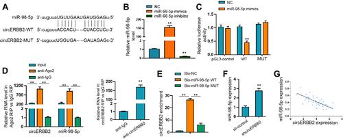 Figure 3 CircERBB2 directly interacted with miR-98-5p. (A) Predicted binding sites of miR-98-5p on circERBB2. (B) QRT-PCR assay to detect the transfection efficacy of miR-98-5p mimics in BC cells. (C) Luciferase activity of circERBB2-WT and circERBB2-MUT after transfection with miR-98-5p mimics or NC. (D, E) RNA pulldown (D) and RIP experiment (E) to evaluate the interaction between miR-98-5p and circERBB2. (F) QRT-PCR assay to measure the level of miR-98-5p in ASMCs after circERBB2 depletion. (G) QRT-PCR quantification of circERBB2 and miR-98-5p levels in biopsy samples collected from patients with asthma (n=45). **p < 0.01.