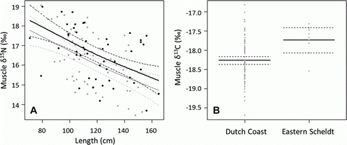 Figure 3.  Porpoise (Phocoena phocoena) isotopic composition of muscle; effect of length and sex (black = females, grey = males) on δ15N (A) and the effect of stranding location (Dutch coast versus Eastern Scheldt) on δ13C (B). Solid line presents the mean model estimate and the dotted lines the 95% confidence intervals.
