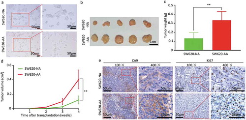 Figure 1. Enhanced growth of acid-adapted SW620 cells in vivo (a) The morphology of SW620-NA and SW620-AA cells. (b) The images of subcutaneous xenografts originated from SW620-NA and SW620-AA cells. (c) Comparison of tumor weight between SW620-NA and SW620-AA group using student’s t-test. (d) Tumor growth curves of SW620-NA and SW620-AA group. (e) Representative images showing immunohistochemical staining of Ki67 and CA9 in xenografts. Scale bar: 50μm if not indicated. *, <0.05; **,<0.01