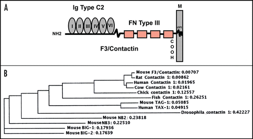 Figure 1 Structure of mouse F3/Contactin and relationships to further Ig superfamily components. (A) F3/Contactin molecule is built by the association of Immunoglobulin type C2 domains, located in its N-terminal half (Ig Type C2), with Fibronectin type III domains (FN Type III), which map to the premembrane region. Attachment to the neuronal membrane is mediated by a glycosylphosphatidylinositol-containing lipid tail (GPI). (B) Phylogram comparing different GPI-anchored components of the IgC2/FNIII family.Citation149 Note that all mammalian members of the F3/Contactin family are close to each other, lower score being oberved with chick and fish and, mostly, with Drosophila orthologs. As for the other components of the same family, highest scores were found with both mouse and human TAG-1, while Big-1 and Big-2, NB2 and NB3 were more evolutionary distant.